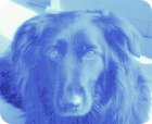 Hund